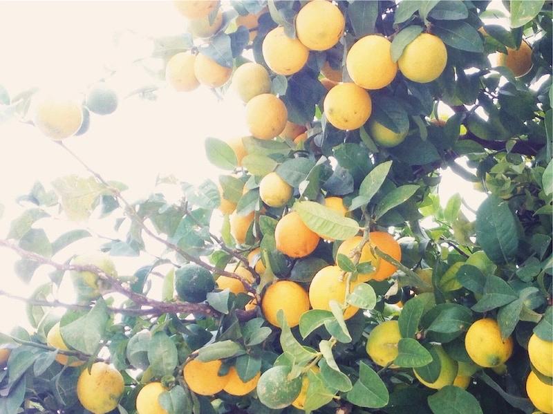Branch of a lemon tree